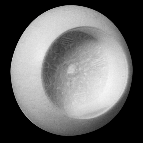 2 1/2" (63mm) Cut Out Saturn